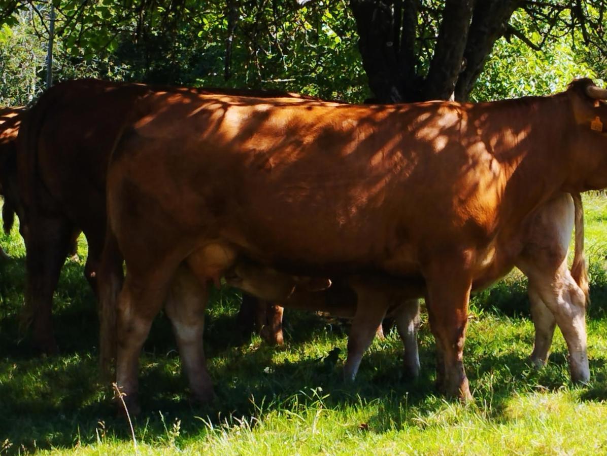 Onís Casa Rural El Jondriguゲストハウス エクステリア 写真